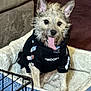 animal, bed, canine, carpet, clothing, couch, crate, cute, dog, ears, fur, happy, home, hoodie, indoor, panting, pet, sitting, small_dog, tongue