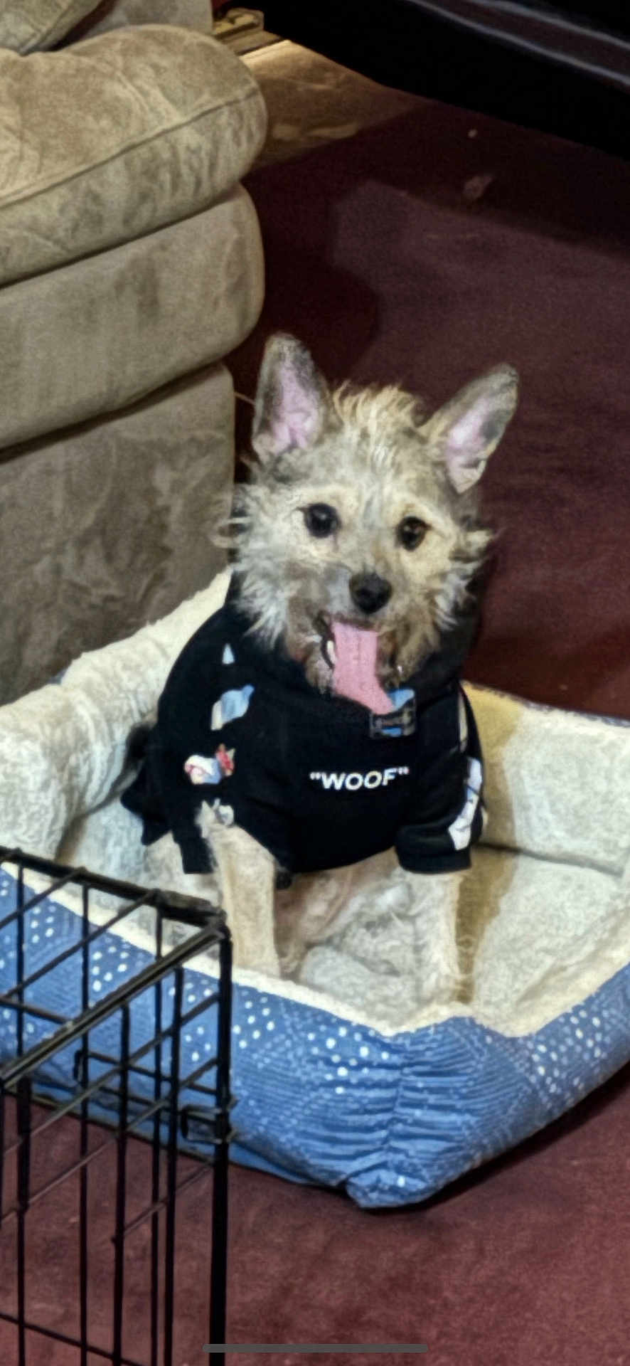 Shadow Burnett is registered to the contest to win money with this photo: dog, pet, bed, clothing, hoodie, panting, ears, fur, tongue, indoor, carpet, couch, crate, animal, cute, happy, small_dog, canine, sitting, home