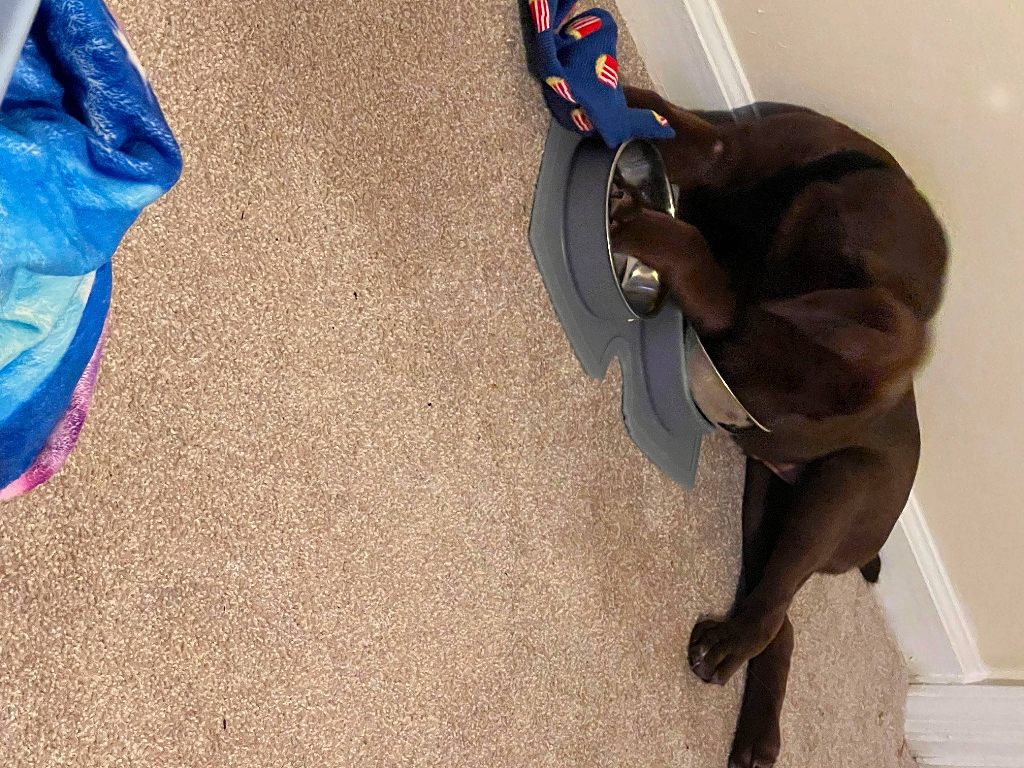 Jax joined the competition — help win amazing prizes! bag, carnivore, collar, comfort, companion_dog, dog, dog_breed, dog_collar, fawn, floor, flooring, hardwood, hat, human_leg, knee, leg, luggage_and_bags, shoe, wood, working_animal