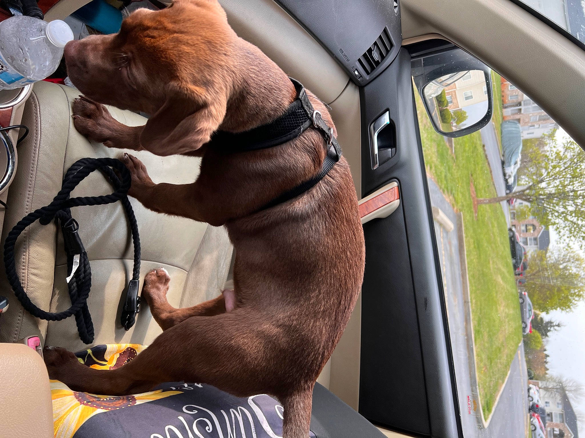 Jax joined the competition — help win amazing prizes! automotive_mirror, car, car_seat, car_seat_cover, carnivore, collar, companion_dog, dog, dog_breed, dog_collar, fawn, hood, liver, motor_vehicle, snout, tableware, vehicle, vehicle_door, vertebrate, working_animal