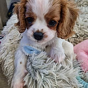 Arya a rejoint le concours — aidez-le/la à gagner de superbes lots ! adorable, animal, blanket, brown_and_white, close_up, cozy, cute, dog, face, fluffy, fur, indoor, paw, pet, puppy, resting, small, soft, toy, young