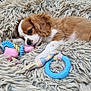 Arya participe au concours pour gagner de l'argent avec cette photo : adorable, animal, blanket, brown, chew_toy, closeup, cozy, cute, dog, fur, indoor, laying, pet, playful, puppy, resting, shaggy, small_dog, toy, white