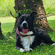 Psycho joined the competition — help win amazing prizes! animal, black_and_white, canine, dog, grass, greenery, happy, leash, nature, outdoor, pet, plastic_bottle, playful, relaxed, shoes, summer, sunny, tongue_out, tree_stump, yard