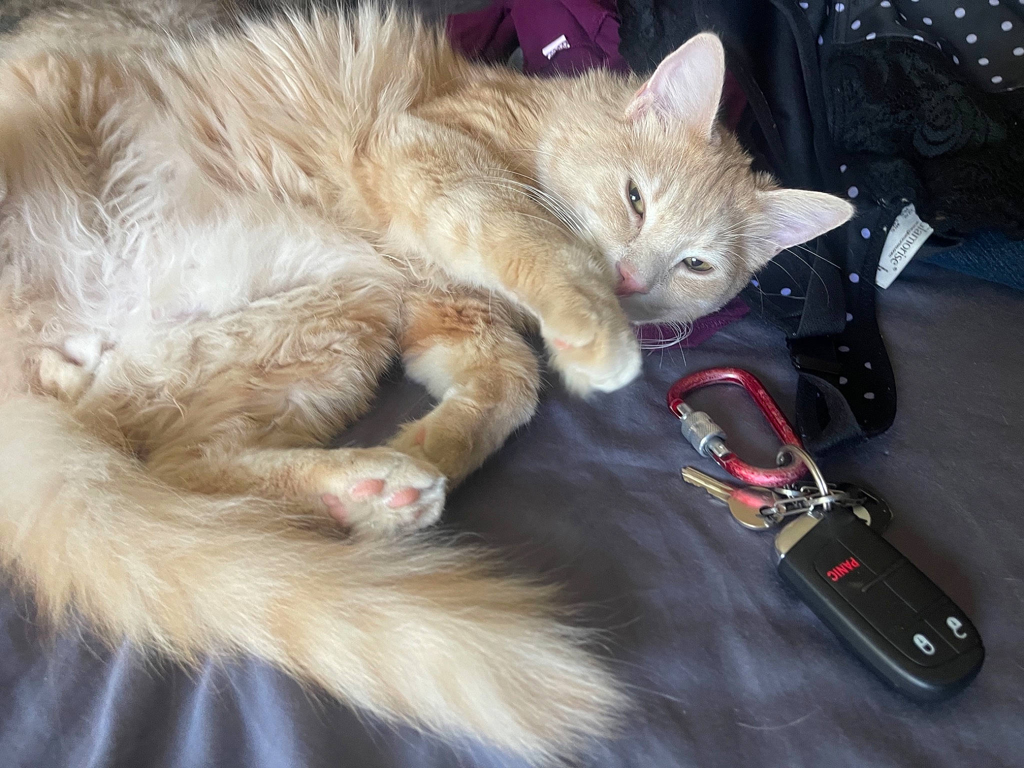 Luci-fur is registered to the contest to win money with this photo: bag, baggage, canidae, carnivore, cat, claw, comfort, domestic_short_haired_cat, fawn, felidae, fur, lap, luggage_and_bags, musical_instrument, nap, paw, small_to_medium_sized_cats, snout, tail, whiskers