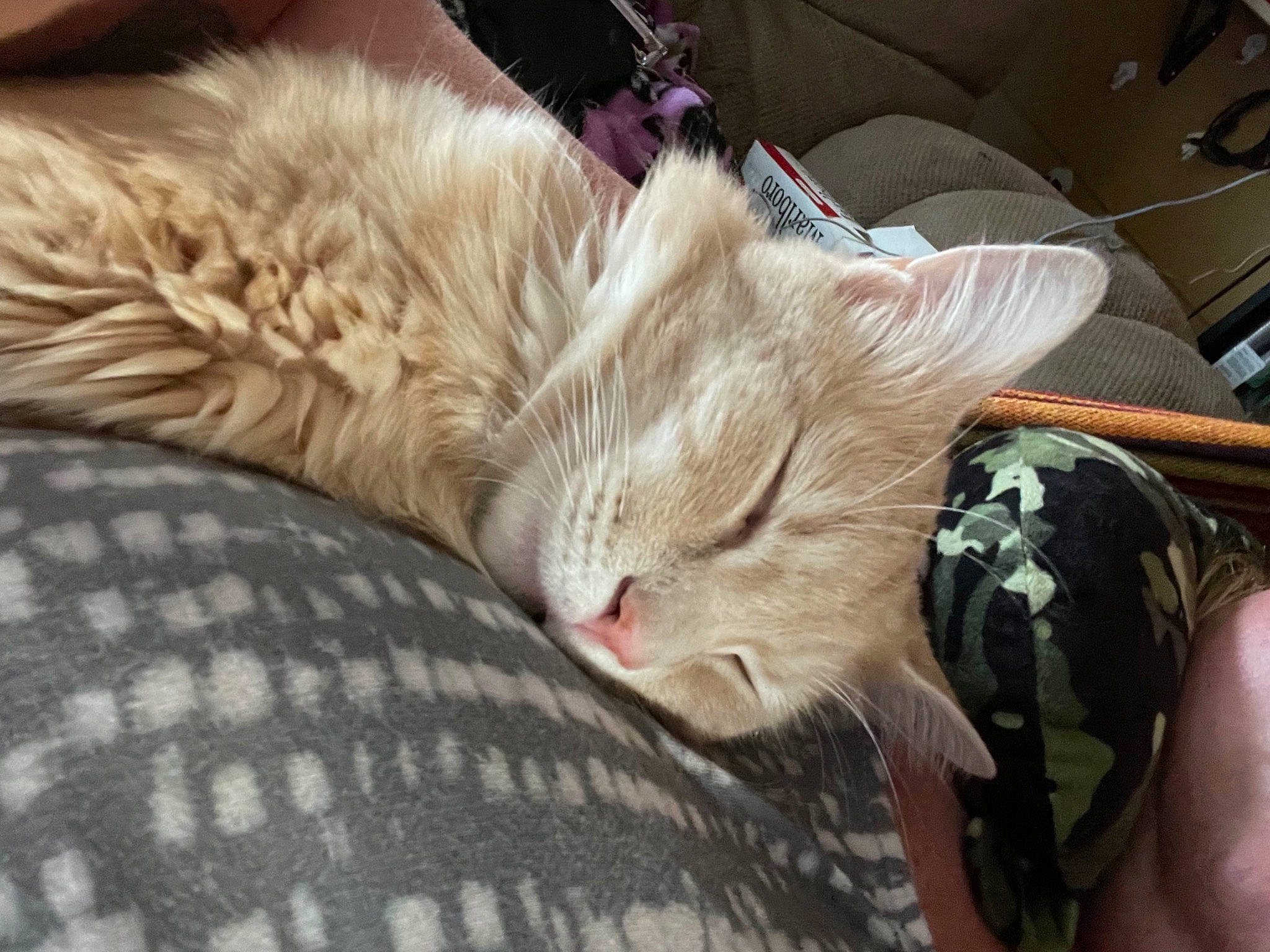 Luci-fur joined the competition — help win amazing prizes! carnivore, cat, claw, comfort, domestic_short_haired_cat, fawn, felidae, fur, linens, nail, nap, paw, sleep, small_to_medium_sized_cats, snout, tail, whiskers