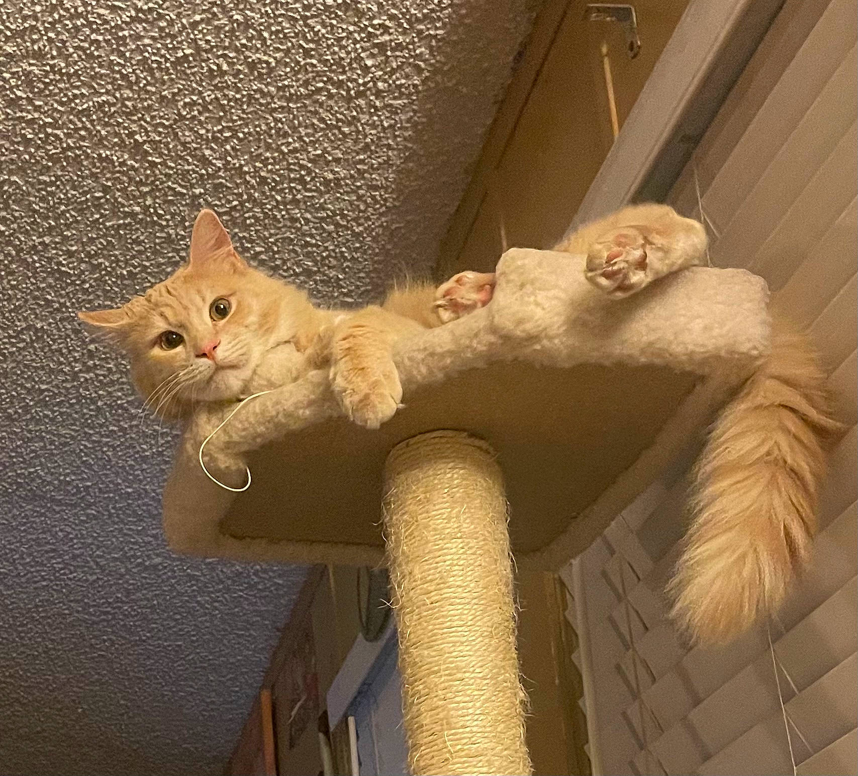 Luci-fur joined the competition — help win amazing prizes! carnivore, cat, cat_bed, cat_furniture, cat_supply, chair, claw, comfort, domestic_short_haired_cat, fawn, felidae, fur, lap, paw, peach, small_to_medium_sized_cats, tail, whiskers, window, wood