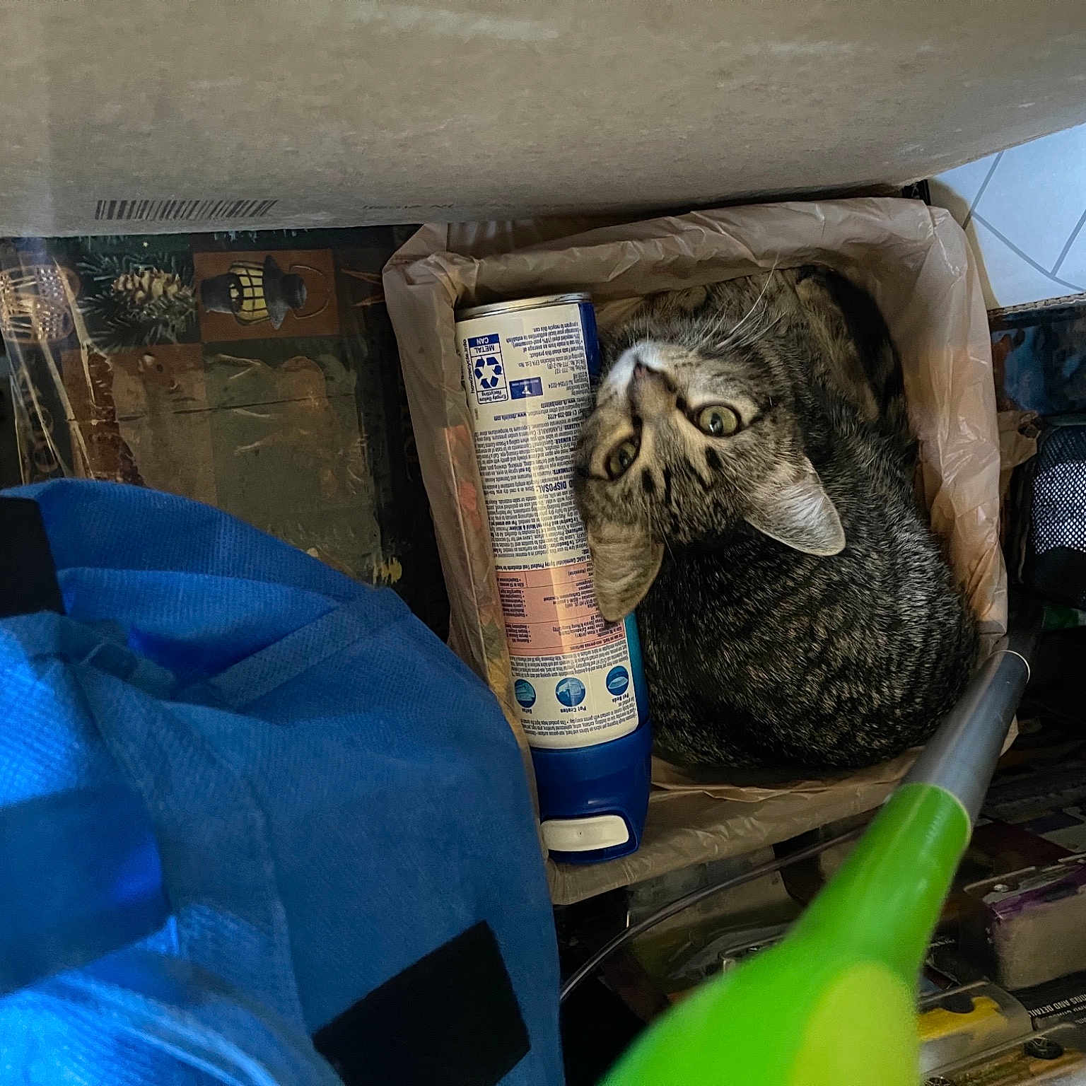 Mabel joined the competition — help win amazing prizes! auto_part, automotive_exterior, automotive_tire, automotive_wheel_system, bumper, car_seat, electric_blue, gas, linens, machine, motor_vehicle, plastic, room, serpent, tire, vehicle_door, wood