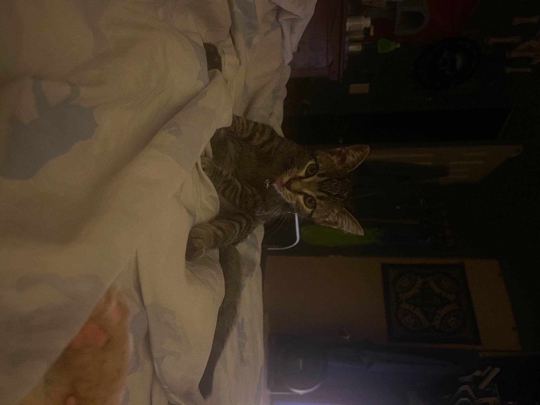 Mabel joined the competition — help win amazing prizes! comfort, darkness, event, flesh, fun, grey, human_body, linens, monochrome, monochrome_photography, night, room, shadow, space, still_life_photography, tints_and_shades, visual_arts, wing