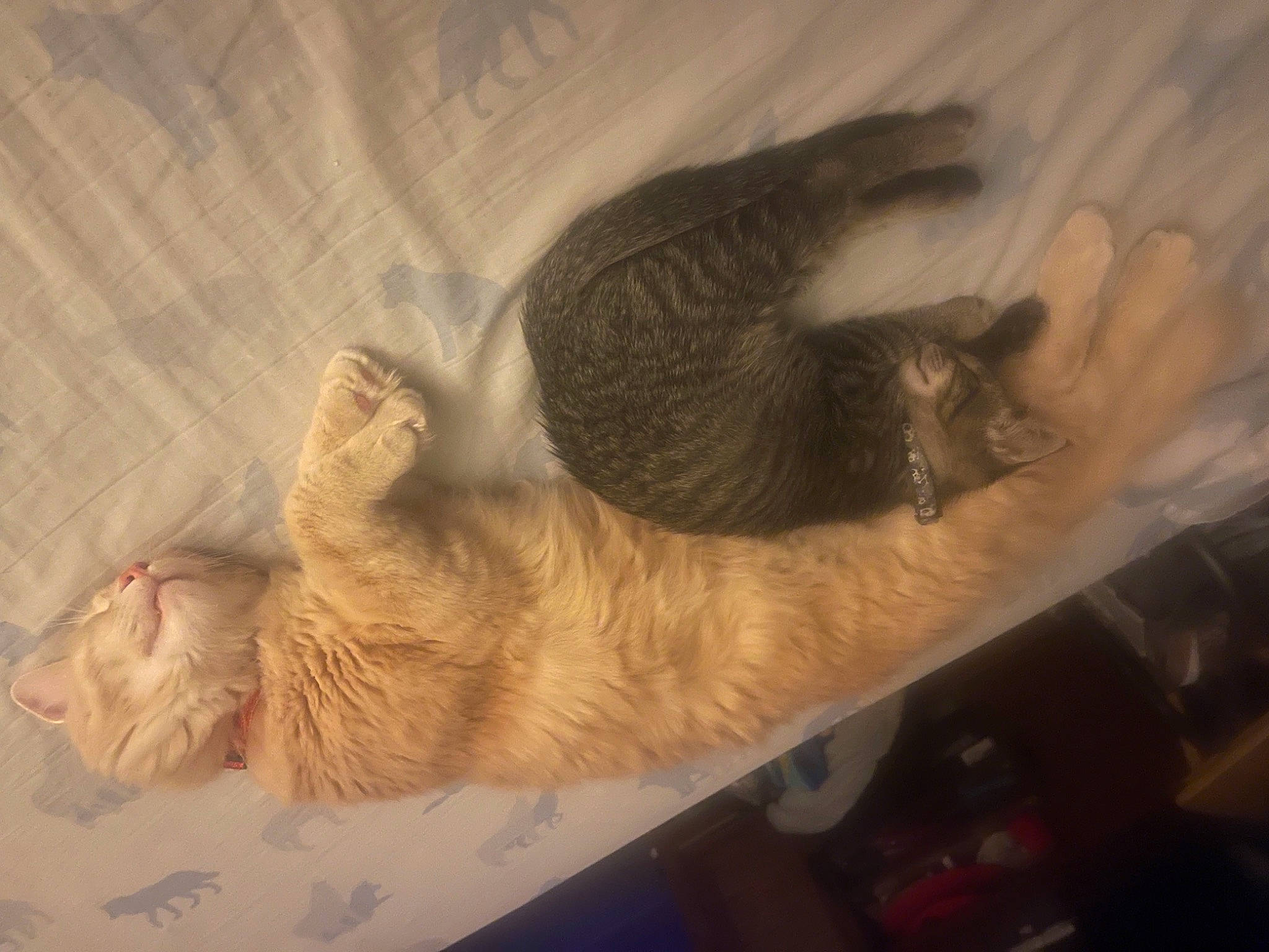 Mabel is registered to the contest to win money with this photo: carnivore, cat, claw, comfort, domestic_short_haired_cat, fawn, felidae, foot, fur, nap, paw, sleep, small_to_medium_sized_cats, snout, sporting_group, tail, terrestrial_animal, vertebrate, whiskers