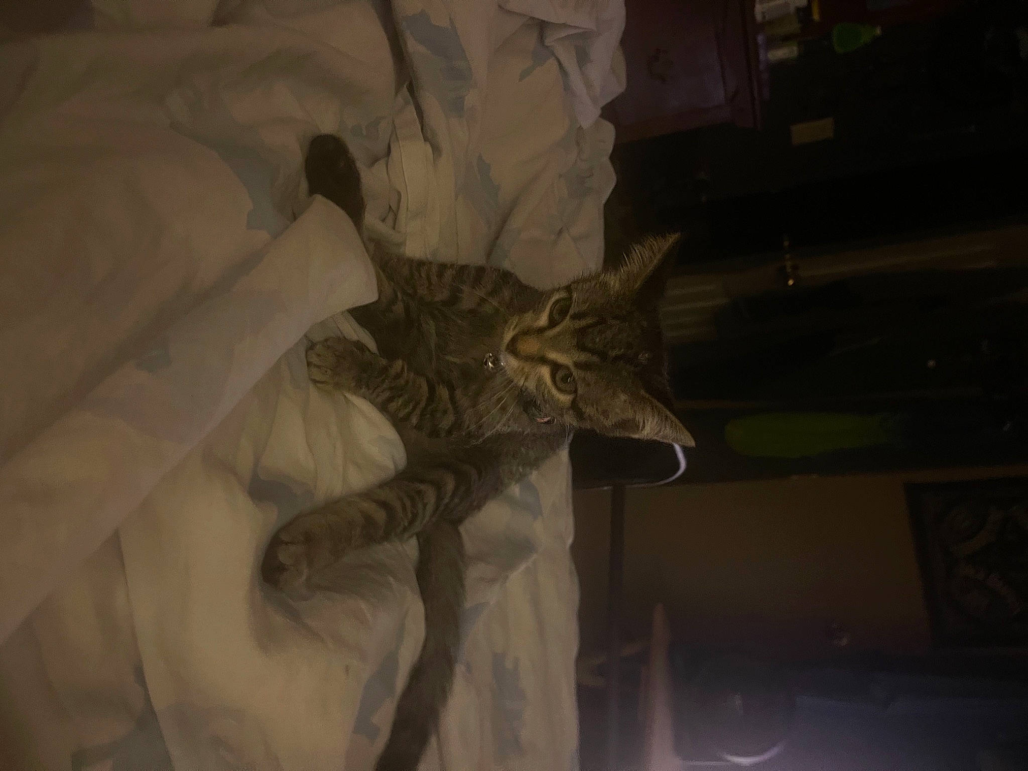 Mabel joined the competition — help win amazing prizes! art, ceiling, cg_artwork, darkness, event, feather, felidae, fur, grey, monochrome, monochrome_photography, religious_item, sky, small_to_medium_sized_cats, tail, tints_and_shades, tree, visual_arts, whiskers, wing