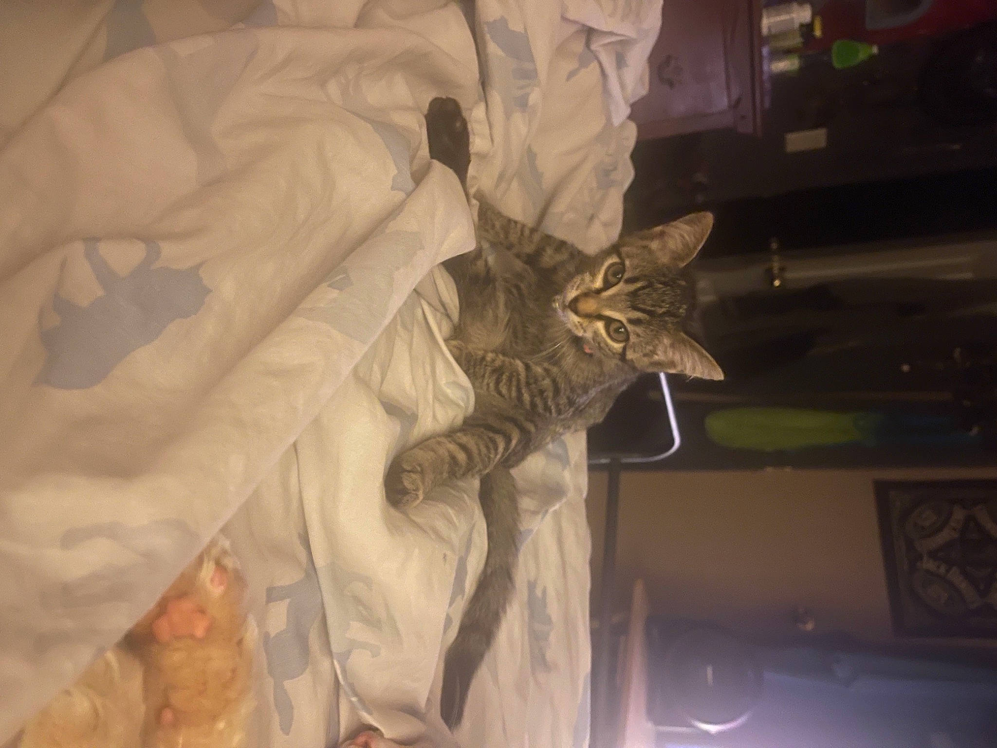Mabel is registered to the contest to win money with this photo: bed, bedding, carnivore, cat, claw, comfort, darkness, domestic_short_haired_cat, feather, felidae, fur, linens, nap, room, small_to_medium_sized_cats, tail, textile, tree, whiskers, wing
