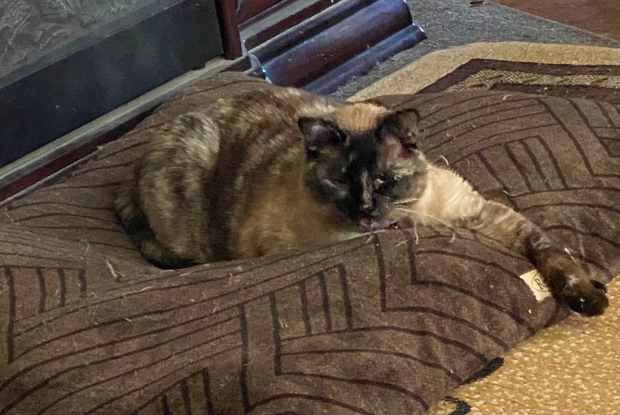 Sapphire joined the competition — help win amazing prizes! automotive_tire, carnivore, cat, claw, comfort, domestic_short_haired_cat, fawn, felidae, flooring, fur, grass, grey, hardwood, small_to_medium_sized_cats, snout, tail, terrestrial_animal, thai, whiskers, wood