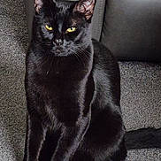 Pepsi is registered to the contest to win money with this photo: black_cat, cat, pet, animal, yellow_eyes, sitting, carpet, indoor, fur, whiskers, ears, tail, leather_couch, feline, domestic_animal, quiet, alert, shadow, portrait, home