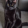 black_cat, cat, pet, animal, yellow_eyes, sitting, carpet, indoor, fur, whiskers, ears, tail, leather_couch, feline, domestic_animal, quiet, alert, shadow, portrait, home