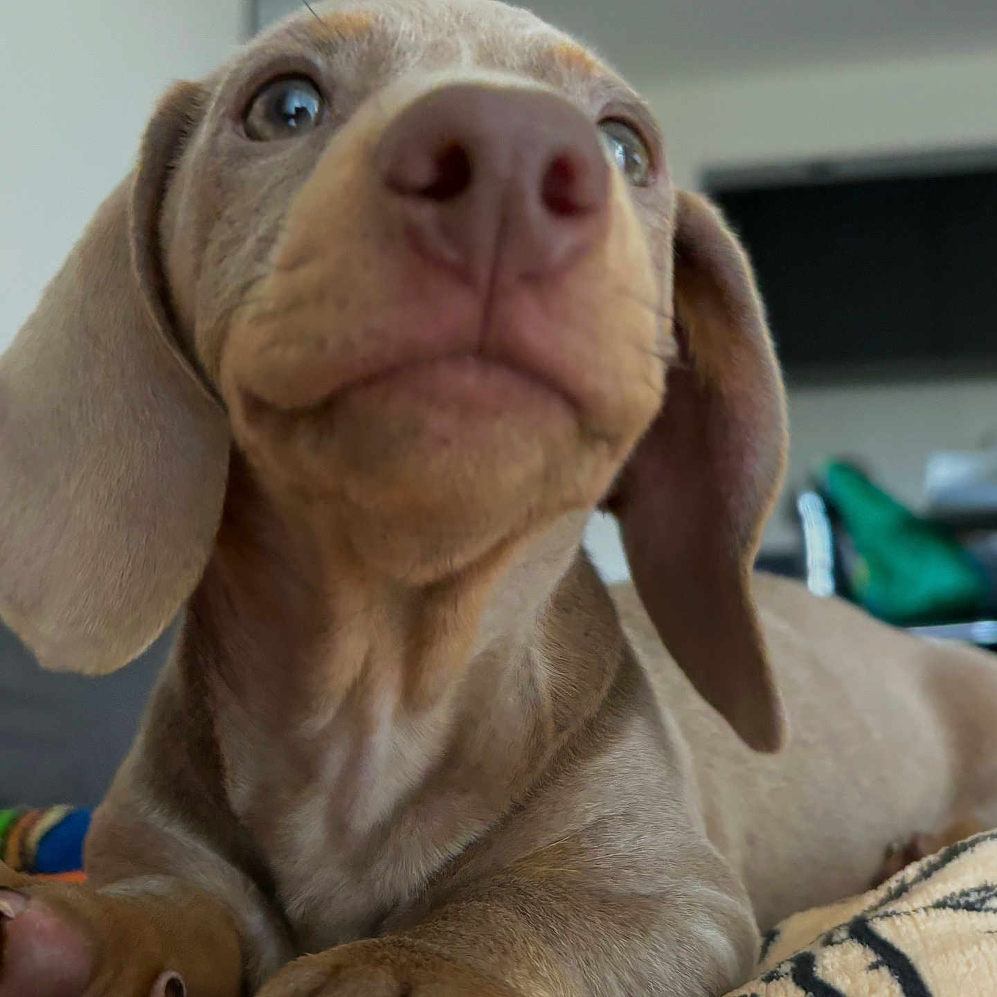 Sysko a rejoint le concours — aidez-le/la à gagner de superbes lots ! animal, beagle, bodypart, bulldog, canine, dog, face, finger, hand, head, hound, labradorretriever, person, pet, pitbull, pointer, puppy, snout, toe