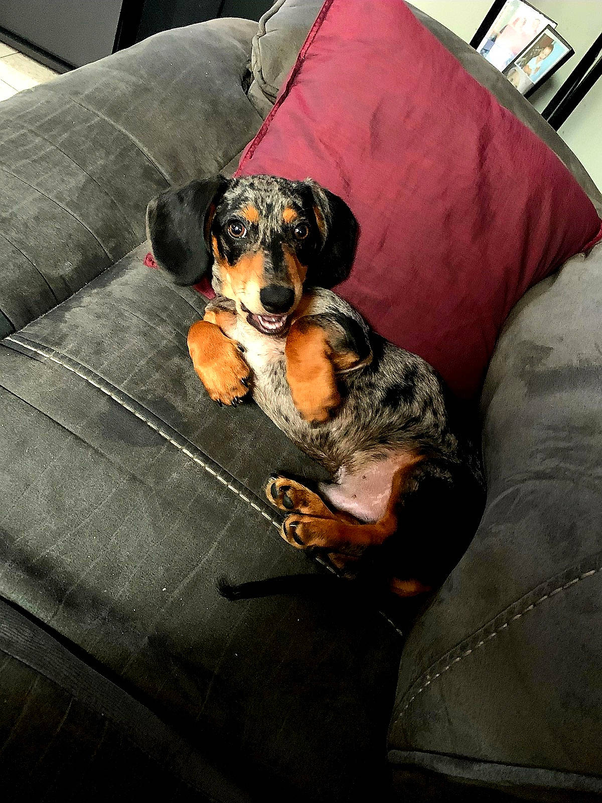 Pluto joined the competition — help win amazing prizes! bored, canidae, carnivore, comfort, companion_dog, couch, dog, dog_breed, dog_supply, guard_dog, linens, living_room, nap, sleep, snout, sporting_group, studio_couch, toy_dog, working_animal, working_dog