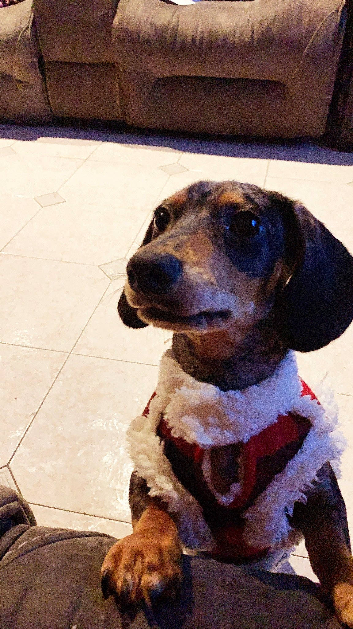 Pluto joined the competition — help win amazing prizes! art, canidae, carnivore, collar, companion_dog, dog, dog_breed, dog_clothes, dog_collar, dog_supply, fawn, fur, hound, leash, liver, pet_supply, snout, sporting_group, whiskers, working_animal