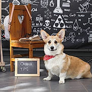 Ohana participe au concours pour gagner de l'argent avec cette photo : corgi, dog, pet, animal, bandana, chair, chalkboard, science, books, globe, floor, indoor, educational, sign, wood, toy, background, portrait, cute, school