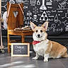 corgi, dog, pet, animal, bandana, chair, chalkboard, science, books, globe, floor, indoor, educational, sign, wood, toy, background, portrait, cute, school