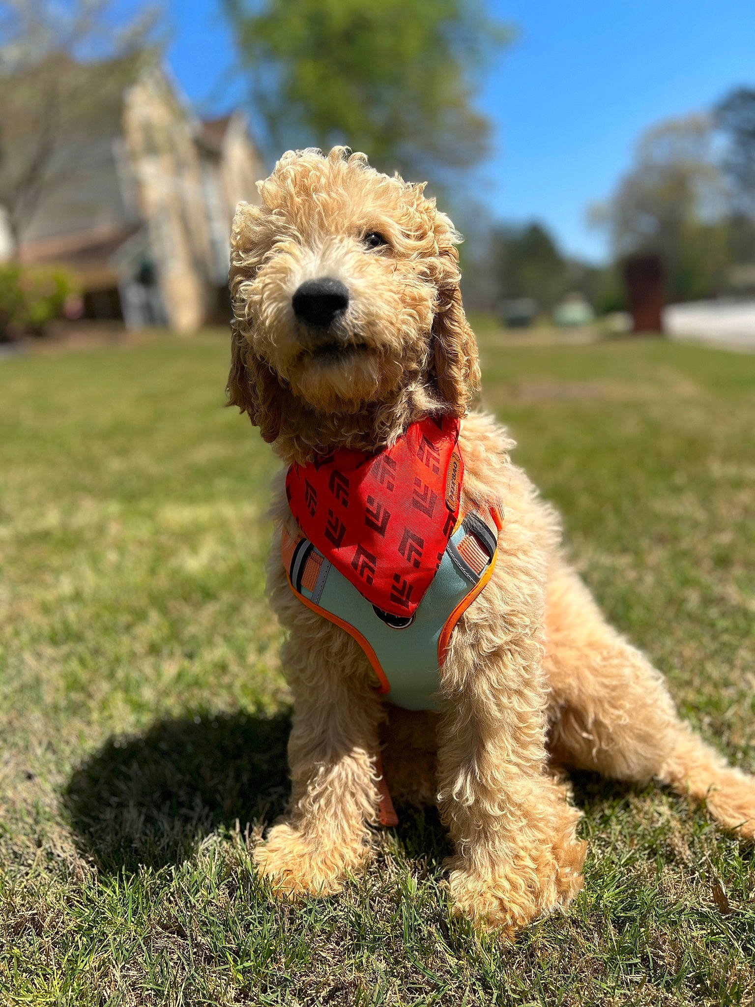 Rocket is registered to the contest to win money with this photo: airedale_terrier, carnivore, collar, companion_dog, dog, dog_breed, dog_clothes, dog_collar, dog_supply, fawn, grass, lakeland_terrier, sky, snout, tail, terrier, toy, water_dog, welsh_terrier, wire_hair_fox_terrier