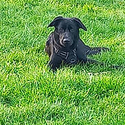 Vanille a rejoint le concours — aidez-le/la à gagner de superbes lots ! animal, black_dog, calm, canine, collar, daytime, dog, field, flora, fur, grass, greenery, leaves, lying_down, nature, outdoor, pet, relaxed, sunlight, yellow_flowers