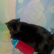 Bisket is registered to the contest to win money with this photo: animal, black_cat, blanket, blur, blurry, bottle, cat, closeup, colorful_background, domestic_animal, feline, fur, indoor, lying_down, mammal, pet, resting, sleepy, soft_surface, unfocused