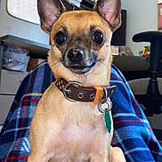 Pepper is registered to the contest to win money with this photo: dog, small_dog, pet, brown_dog, short_hair, sitting, collar, indoor, blanket, plaid, office, desk, chair, papers, ears, curious, alert, close_up, animal, companion