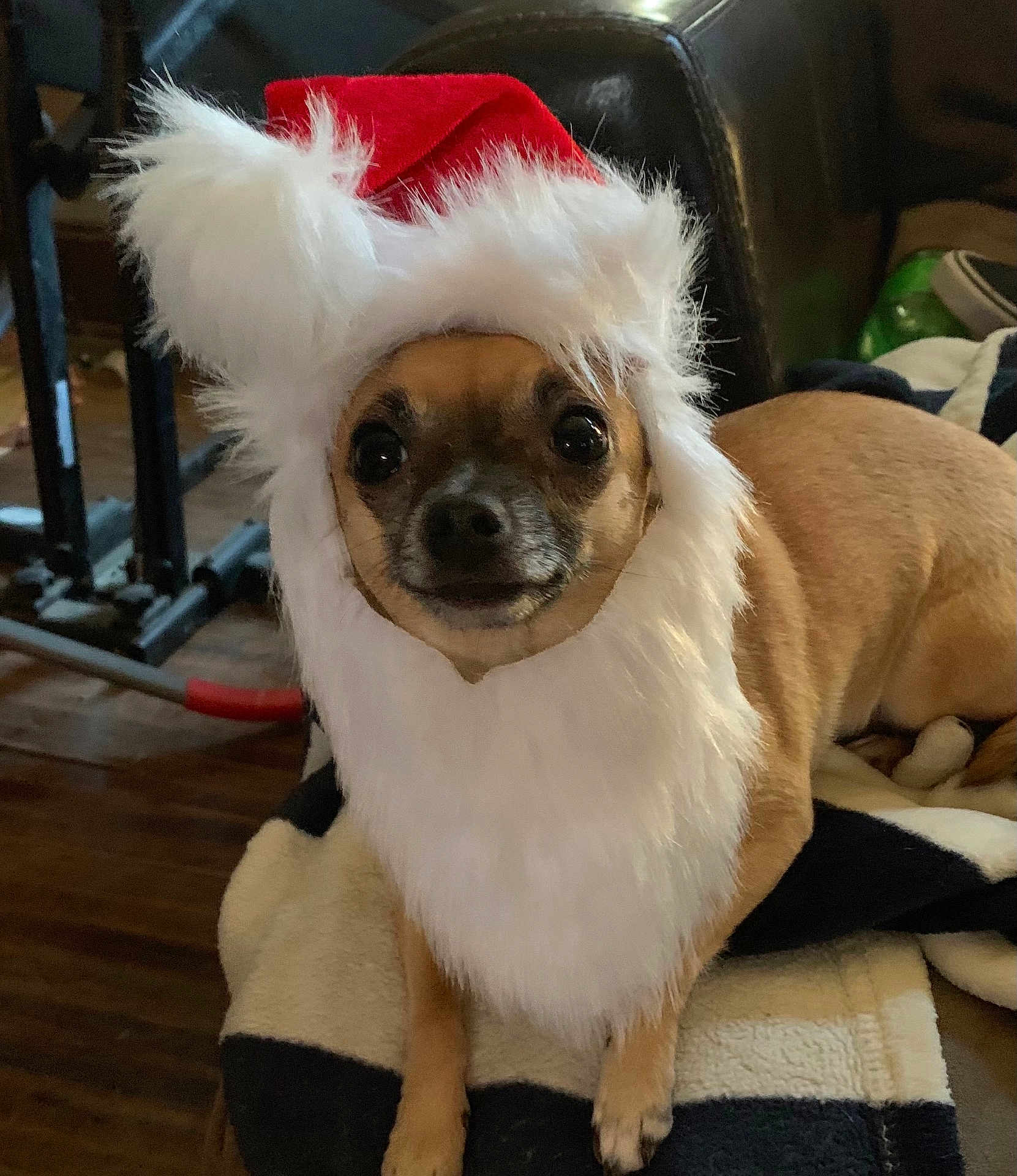 Pepper joined the competition — help win amazing prizes! dog, costume, santa_hat, beard, pet, indoor, blanket, brown_dog, small_dog, cute, animal, christmas, holiday, portrait, furry, pet_clothing, eyes, face, sitting, cozy