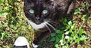 Homie joined the competition — help win amazing prizes! cat, black_cat, green_eyes, grass, outdoor, shoes, sneakers, pants, pet, animal, nature, sunlight, whiskers, curious, looking_up, ground, daylight, cute, mammal, domestic_animal