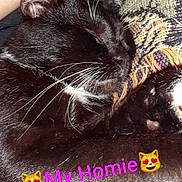 Homie is registered to the contest to win money with this photo: animal, black_cat, blanket, cat, close_up, cozy, cute, domestic_cat, feline, fur, indoor, patterned_fabric, paw, pet, relaxing, resting, sleeping, text_overlay, whiskers, white_whiskers