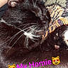 animal, black_cat, blanket, cat, close_up, cozy, cute, domestic_cat, feline, fur, indoor, patterned_fabric, paw, pet, relaxing, resting, sleeping, text_overlay, whiskers, white_whiskers