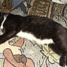 Homie joined the competition — help win amazing prizes! animal, black_and_white, blanket, cat, couch, cozy, domestic, fabric, feline, fur, household, indoor, napping, patterned, paw, pet, relaxation, resting, sleeping, whiskers