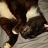 Homie joined the competition — help win amazing prizes! animal, bed, black_cat, blanket, cat, closeup, dark, feline, fur, human_leg, indoor, lying_down, paw, pet, red_eye, resting, shadow, sleeping, whiskers, white_cat