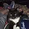 cat, black_and_white, pet, animal, indoor, blanket, person, legs, sneakers, footwear, relaxing, furniture, home, cozy, resting, white_paws, fur, dark, casual, blurred