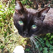 Homie is registered to the contest to win money with this photo: cat, black_cat, green_eyes, whiskers, grass, outdoor, shoe, sneaker, nature, plant, leaf, pet, animal, close_up, curious, feline, daylight, wildlife, footwear, summer