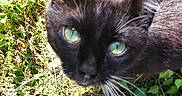 Homie is registered to the contest to win money with this photo: animal, black_cat, cat, close_up, curious, daylight, feline, footwear, grass, green_eyes, leaf, nature, outdoor, pet, plant, shoe, sneaker, summer, whiskers, wildlife