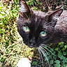cat, black_cat, green_eyes, whiskers, grass, outdoor, shoe, sneaker, nature, plant, leaf, pet, animal, close_up, curious, feline, daylight, wildlife, footwear, summer