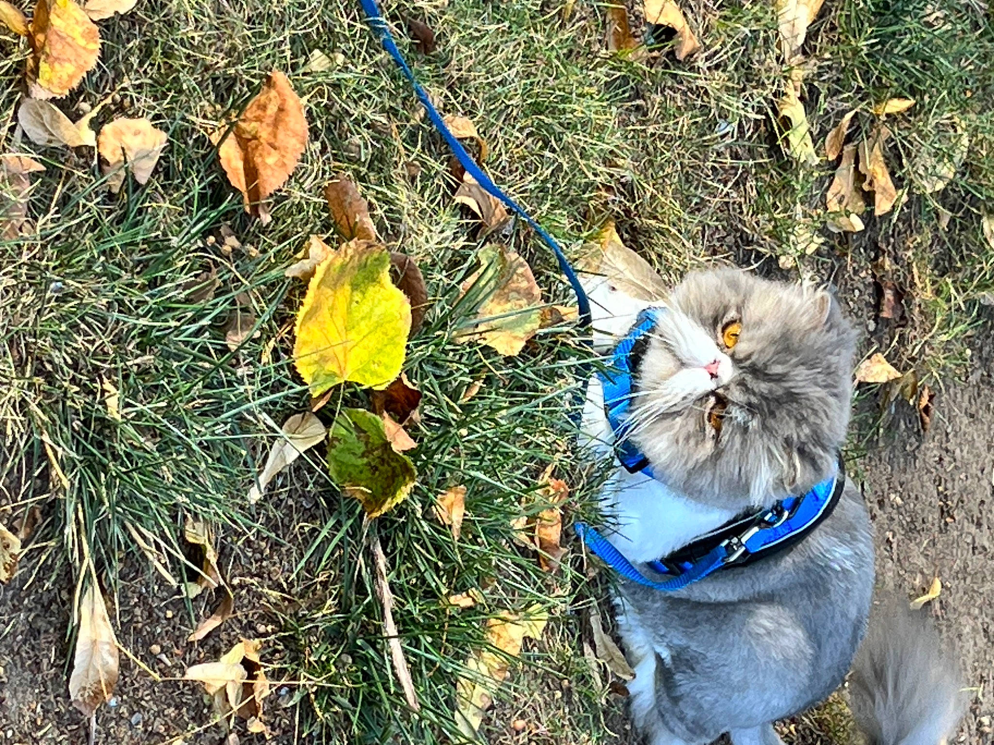 Smoochie joined the competition — help win amazing prizes! carnivore, cat, collar, dog_breed, domestic_short_haired_cat, electric_blue, fawn, felidae, fur, grass, leash, people_in_nature, plant, small_to_medium_sized_cats, snout, soil, sporting_group, tail, terrestrial_animal, whiskers