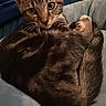animal, bed, cat, cozy, curled_up, cute, ears, feline, fur, indoor, kitten, looking, paw, pet, resting, soft, striped, tabby, whiskers, young