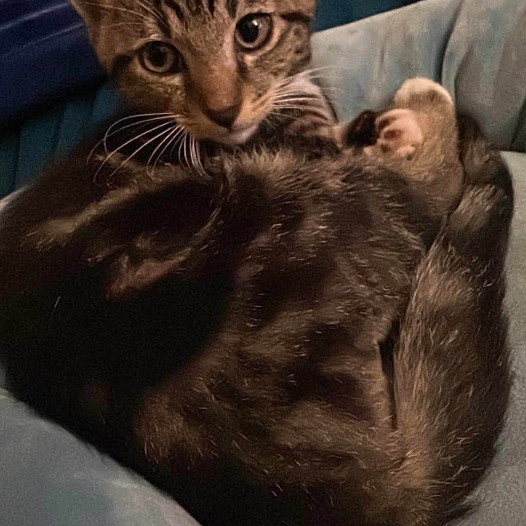 Gizmo is registered to the contest to win money with this photo: animal, bed, cat, cozy, curled_up, cute, ears, feline, fur, indoor, kitten, looking, paw, pet, resting, soft, striped, tabby, whiskers, young