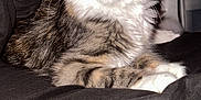 Allie joined the competition — help win amazing prizes! abyssinian, angora, animal, bed, blanket, cat, closet, computer, couch, cupboard, cushion, electronics, furniture, homedecor, kitten, laptop, manx, pc, pet, siamese