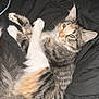 Allie is registered to the contest to win money with this photo: abyssinian, animal, bed, bedroom, cat, clothing, couch, electronics, footwear, furniture, indoors, kitten, manx, person, pet, room, runningshoe, shoe, sleeping, sneaker