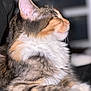 Allie joined the competition — help win amazing prizes! abyssinian, angora, animal, cat, kitten, manx, person, pet, sleeping