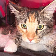 Allie is registered to the contest to win money with this photo: abyssinian, angora, animal, bodypart, brasssection, cat, couch, furniture, horn, kitten, manx, mouth, musicalinstrument, person, pet, siamese