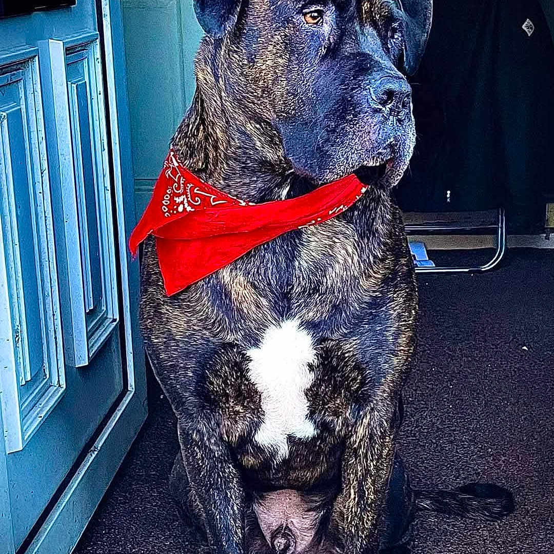 Shaddow is registered to the contest to win money with this photo: animal, bandana, blue_door, brindle, canine, carpet, companion, dog, domestic_dog, door, fur, indoor, looking_away, paw, pet, portrait, red_bandana, sitting, tail, white_patch