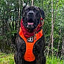 dog, animal, pet, canine, forest, outdoor, nature, greenery, grass, trees, harness, bandana, sitting, happy, tongue_out, brindle_coat, adventure, portrait, daylight, muzzle