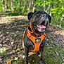 dog, animal, pet, canine, outdoor, forest, nature, greenery, harness, sitting, tongue_out, happy, brindle, mammal, leaves, trees, daylight, closeup, portrait, ground