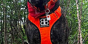 Shaddow is registered to the contest to win money with this photo: dog, canine, outdoor, forest, greenery, grass, trees, bandana, harness, pet, animal, tongue_out, sitting, nature, brindle, collar, tag, daylight, happy, portrait