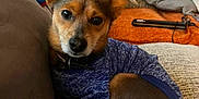 Rocco joined the competition — help win amazing prizes! dog, small_dog, pet, sweater, couch, pillow, home_interior, cozy, curled_up, looking_at_camera, brown_fur, black_nose, ears_up, indoor, relaxed, furniture, blanket, fabric, domestic_animal, companion