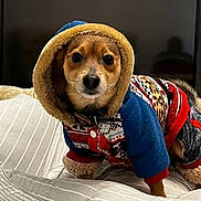 Rocco is registered to the contest to win money with this photo: dog, puppy, hoodie, clothing, pet, indoor, cushion, striped, brown, cute, small_dog, furry, alert, expression, fabric, comfort, cozy, home, animal, portrait